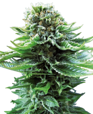 Northern Lights Automatic-3 Samen - Seeds24