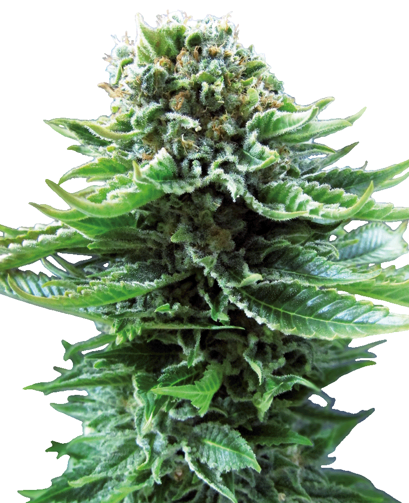 Northern Lights Automatic-3 Samen - Seeds24