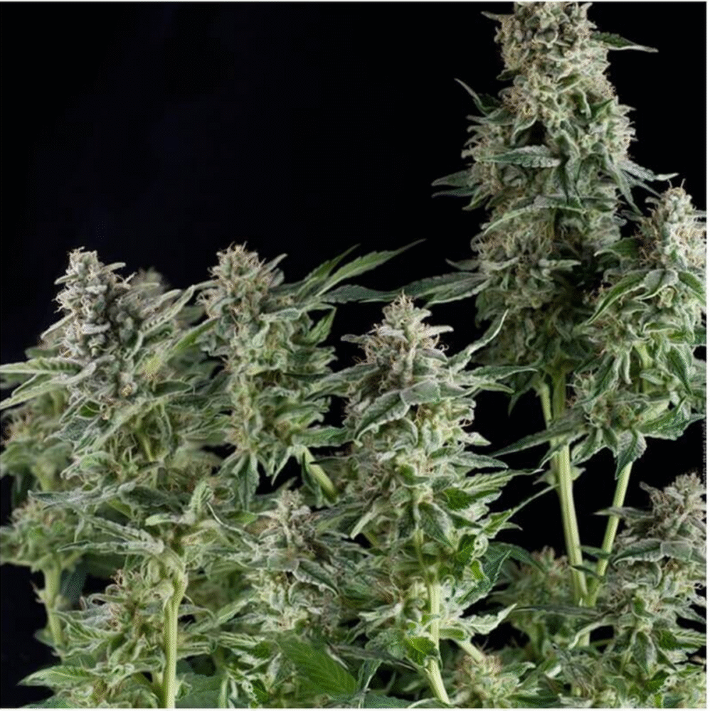 Northern Lights CBD Feminisiert-3 Samen - Seeds24