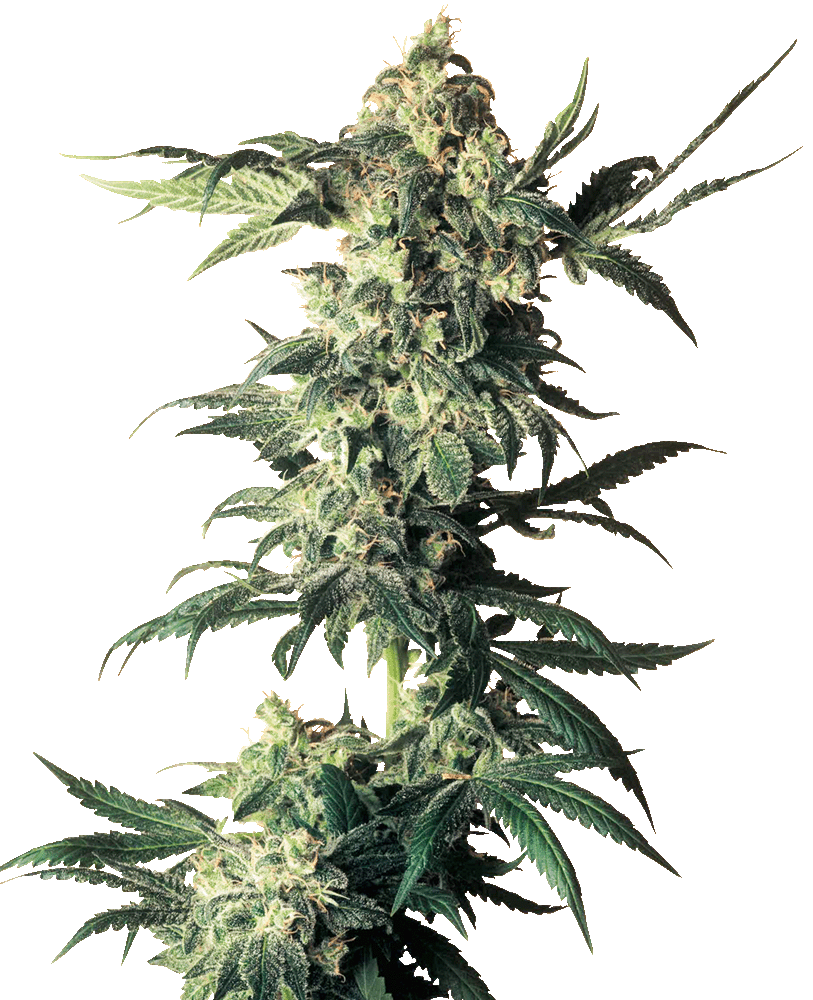 Northern Lights Feminisiert-3 Samen - Seeds24
