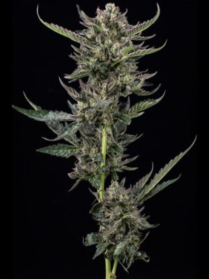 Notorious THC Feminisiert-3 Samen - Seeds24