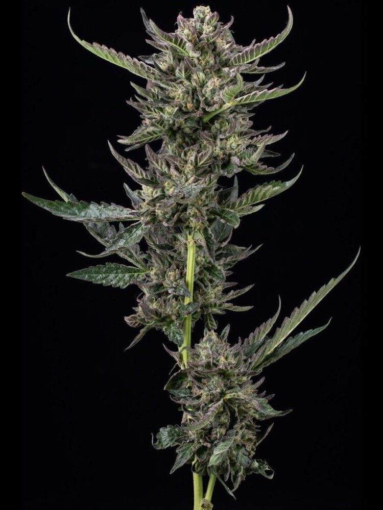 Notorious THC Feminisiert-3 Samen - Seeds24