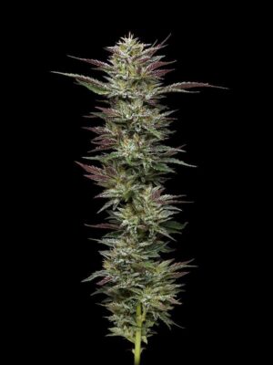 Nutter Budder Feminisiert-3 Samen - Seeds24