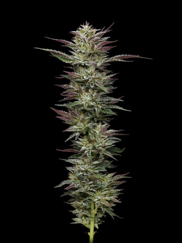 Nutter Budder Feminisiert-3 Samen - Seeds24