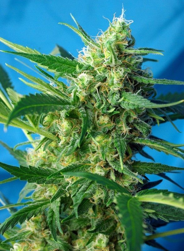 NYC Diesel Auto-3 Samen - Seeds24