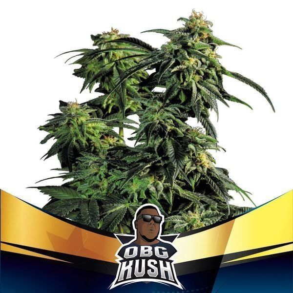 OBG Kush Feminisiert-4 Samen - Seeds24