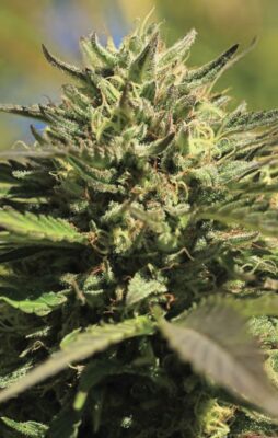 OG Kush Auto-3 Samen - Seeds24