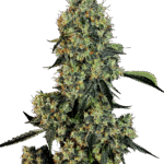 OG Kush Automatic-3 Samen