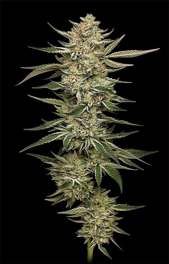 OG Triploid Auto-3 Samen - Seeds24