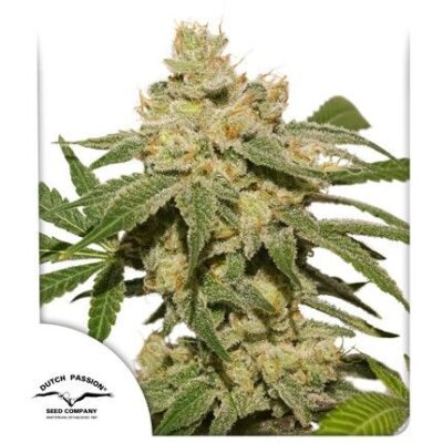 Oh My Gusher Auto-3 Samen - Seeds24