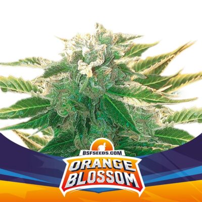 Orange Blossom Auto-4 Samen - Seeds24
