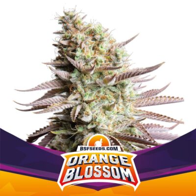 Orange Blossom Feminisiert-4 Samen - Seeds24