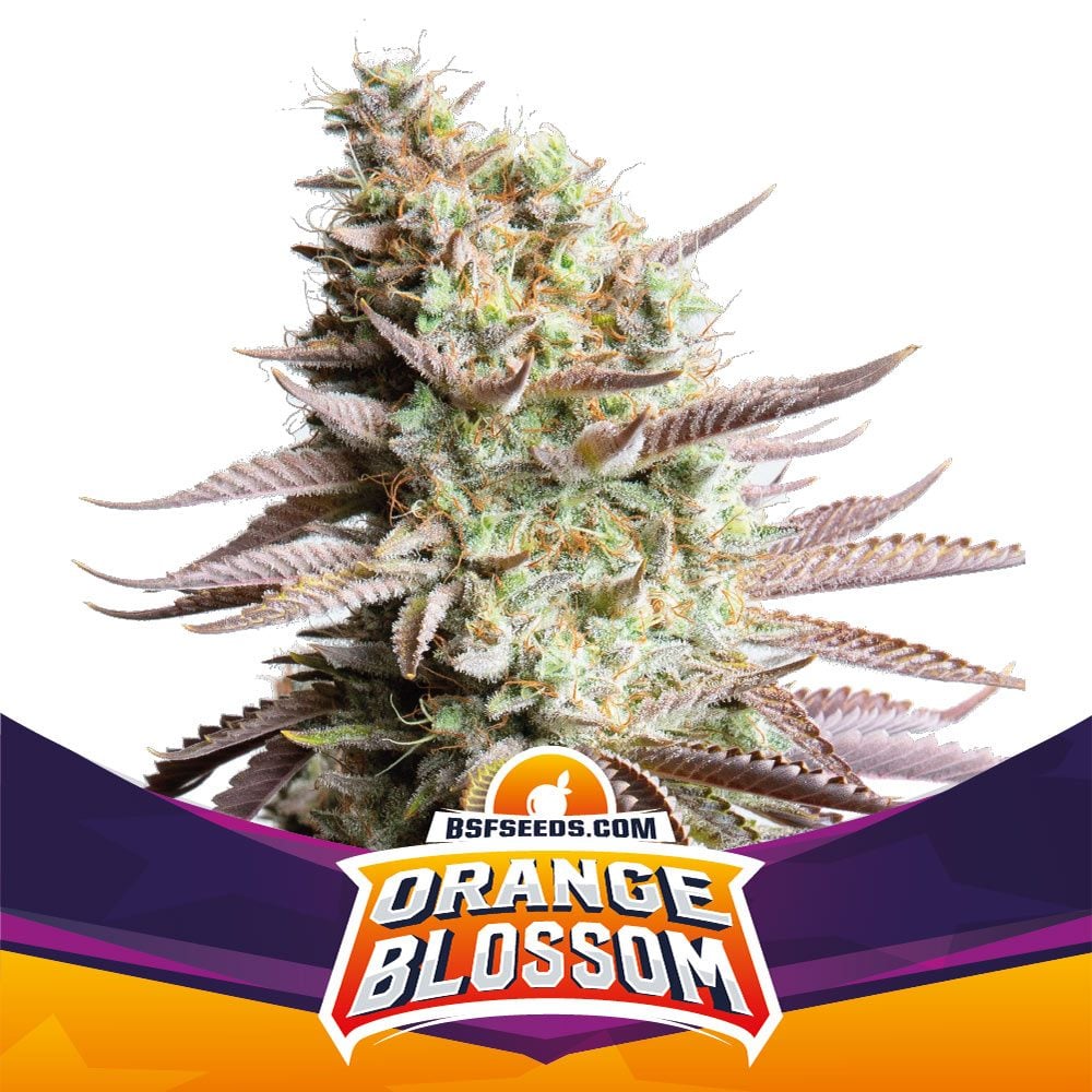 Orange Blossom Feminisiert-4 Samen - Seeds24