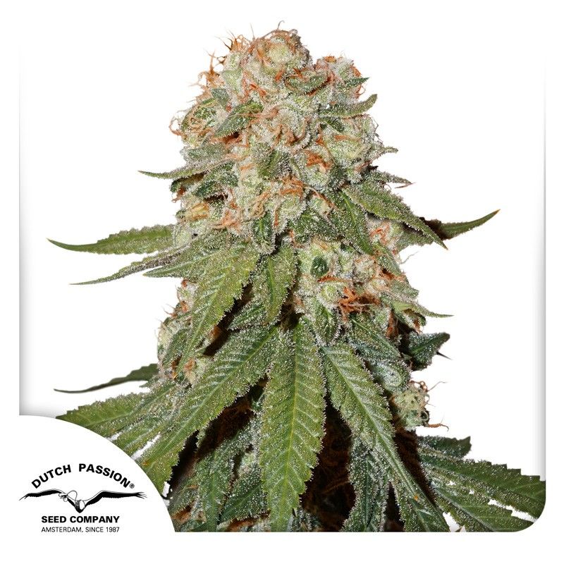 Orange Bud Feminisiert-3 Samen - Seeds24