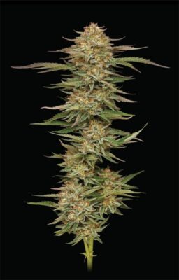 Orange Creampop Feminisiert-3 Samen - Seeds24
