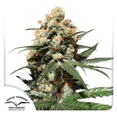 Orange Hill Special Feminisiert-3 Samen - Seeds24
