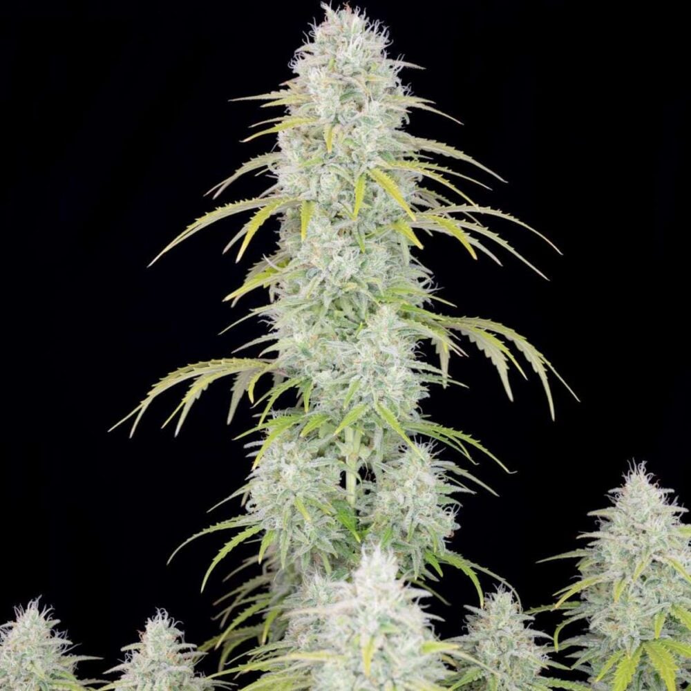 Orange Sherbet Auto-3 Samen - Seeds24