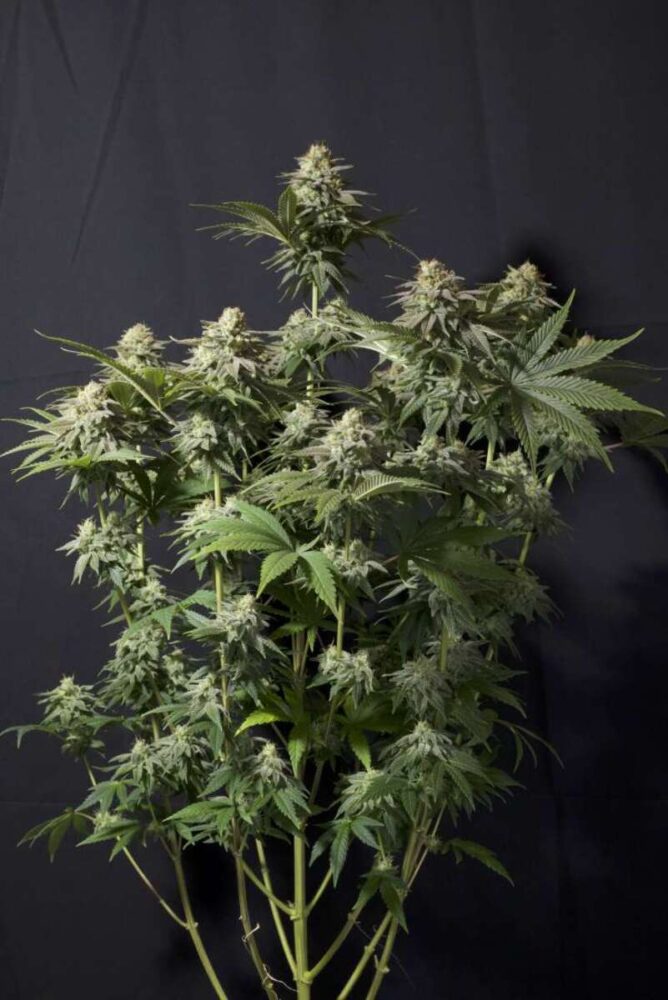 Orange Sherbet FF Feminisiert-3 Samen - Seeds24