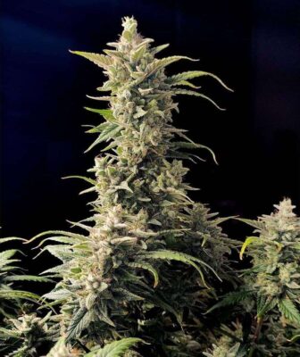 Original AK Auto-3 Samen - Seeds24