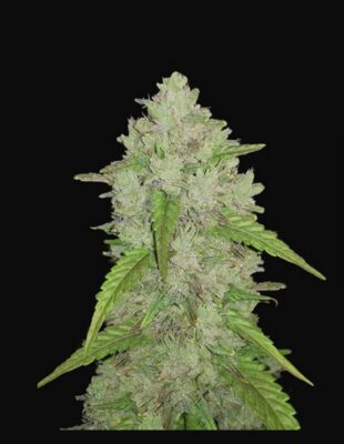 Original Amnesia Haze Auto-3 Samen - Seeds24
