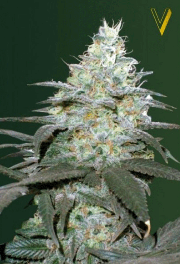 Original Berry Automatic-3 Samen - Seeds24