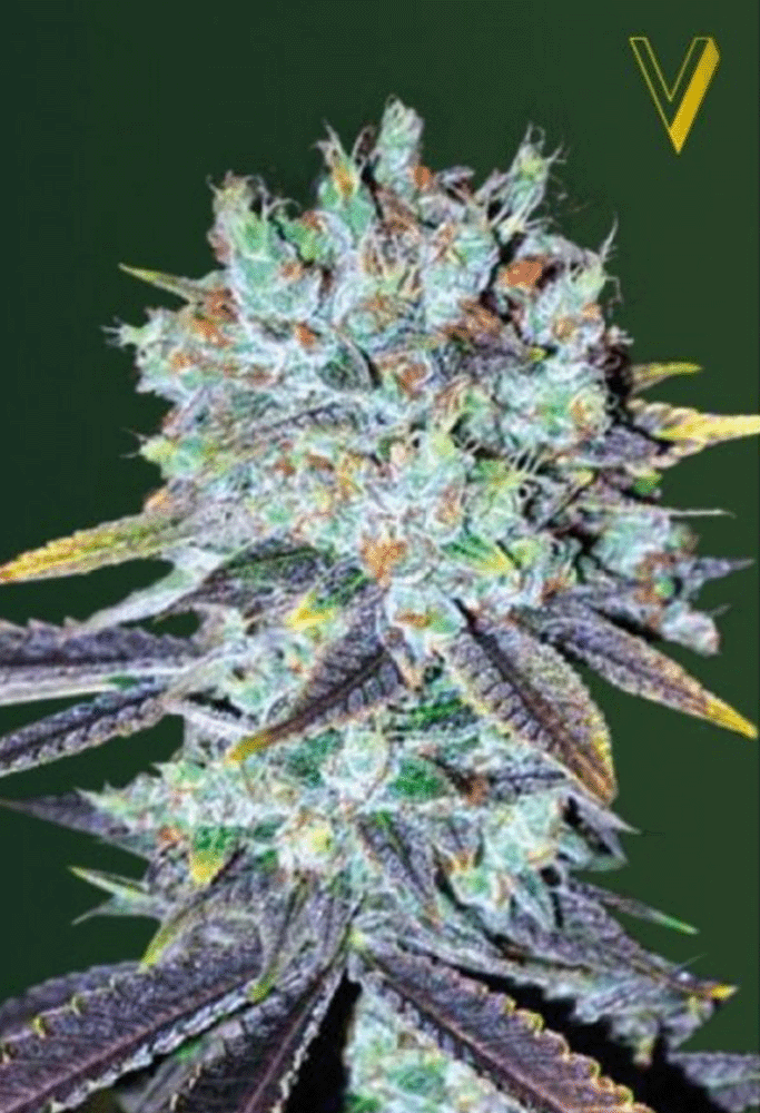 Original Berry Feminisiert-3 Samen - Seeds24