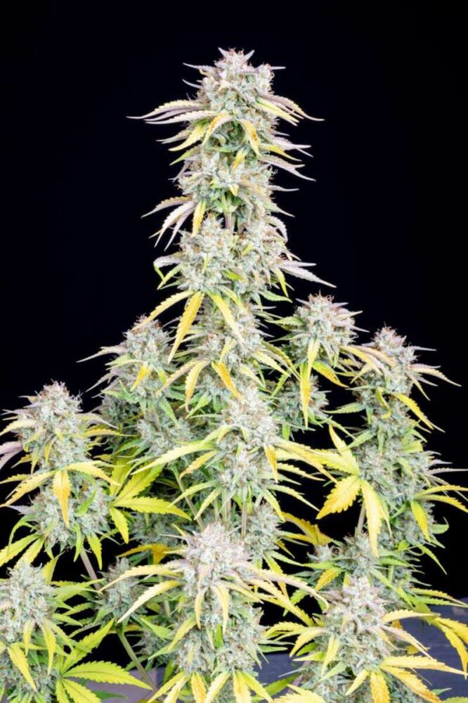 Original Big Bud Auto-3 Samen - Seeds24