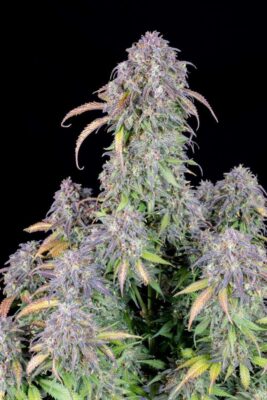 Original Blueberry Auto-3 Samen - Seeds24