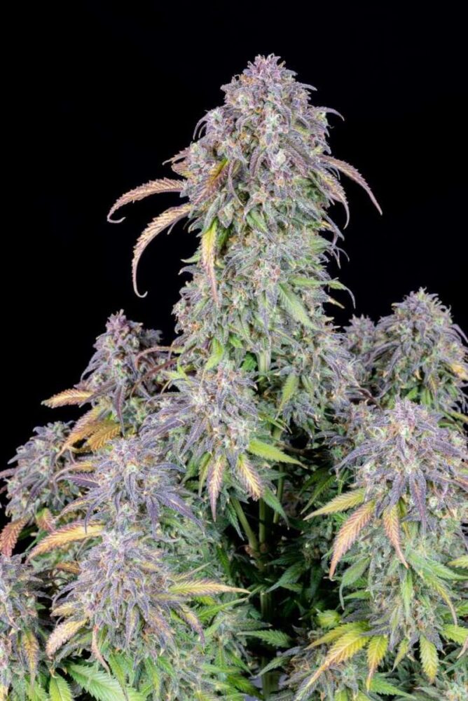 Original Blueberry Auto-3 Samen - Seeds24