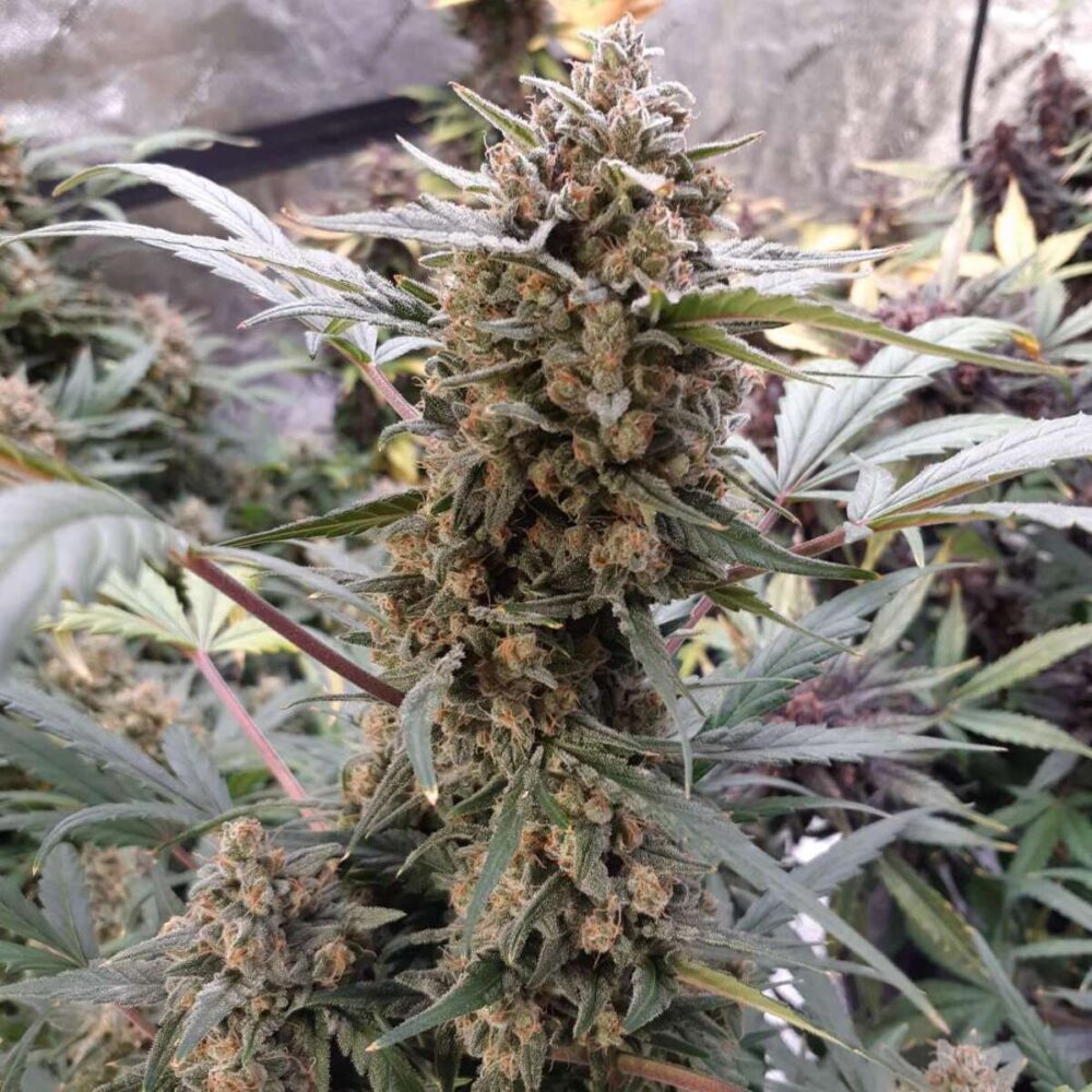 Original BubbleGum Auto-3 Samen - Seeds24