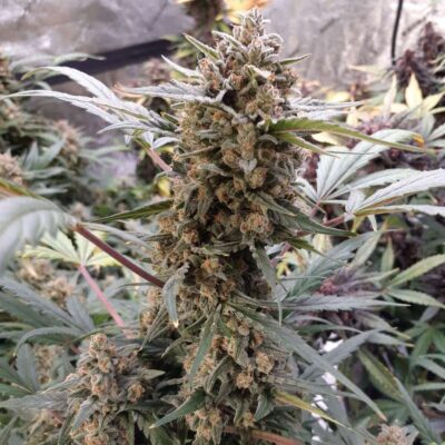 Original BubbleGum Auto-3 Samen - Seeds24