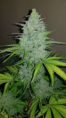 Original Cheese Auto-3 Samen - Seeds24
