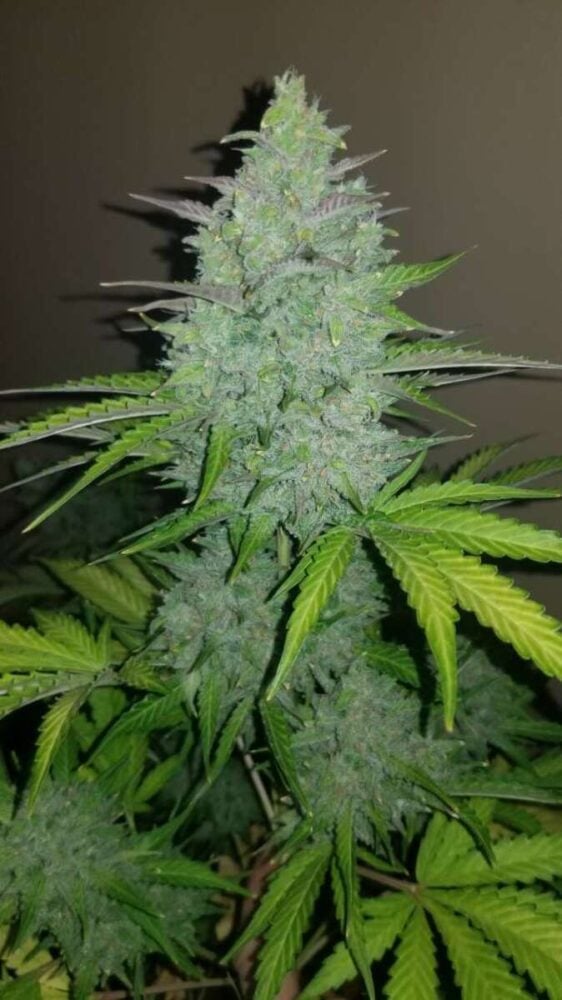 Original Cheese Auto-3 Samen - Seeds24