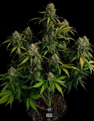 Original Chemdawg Auto-3 Samen - Seeds24