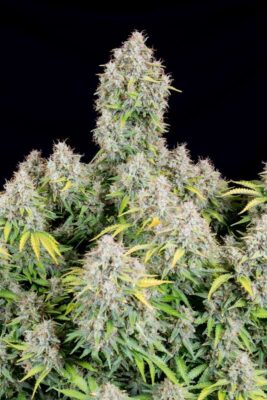 Original Cinderella Auto-3 Samen - Seeds24