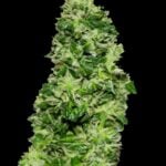 Original Critical Auto-3 Samen