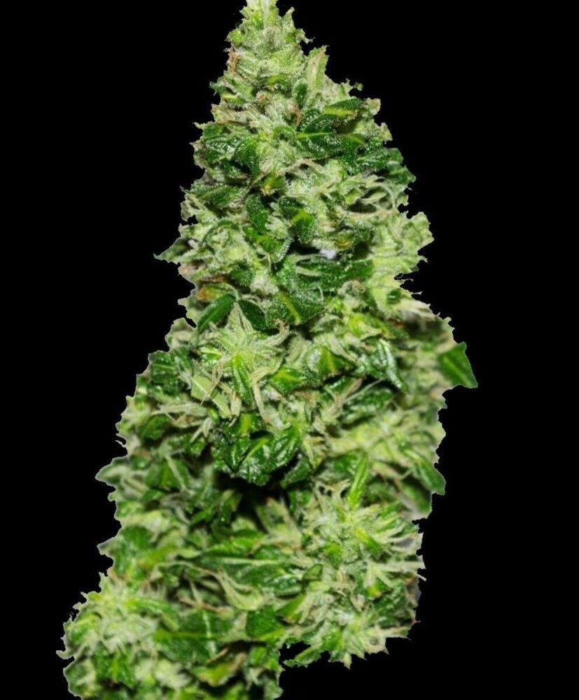 Original Critical Auto-3 Samen - Seeds24