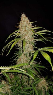 Original Jack Herer Auto-3 Samen - Seeds24
