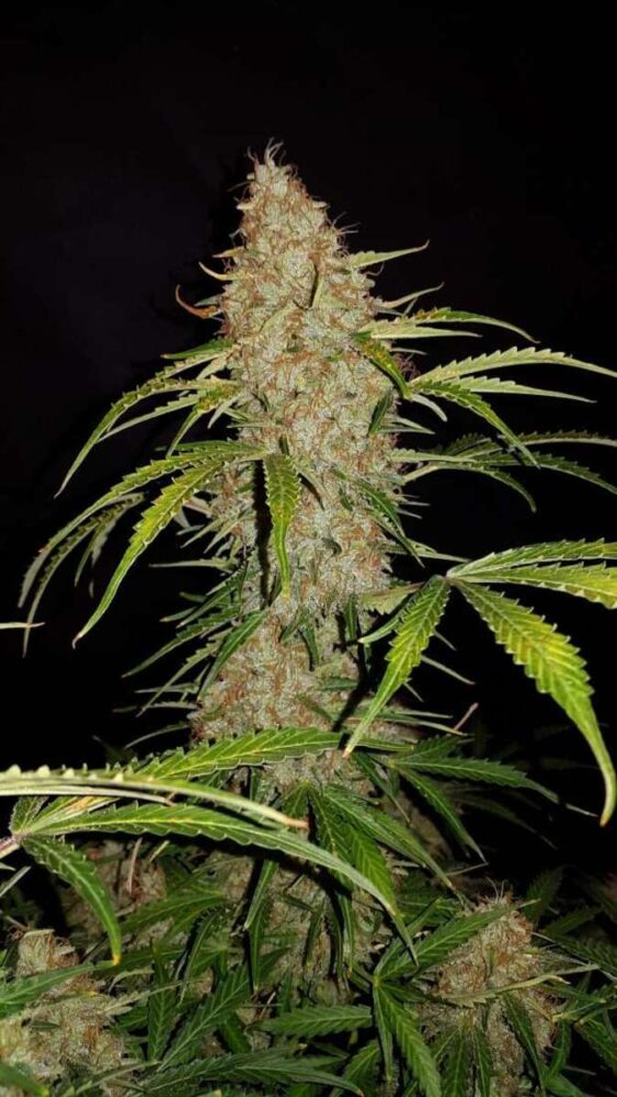 Original Jack Herer Auto-3 Samen - Seeds24