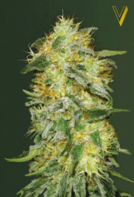 Original Limonade Skunk Automatic-3 Samen - Seeds24