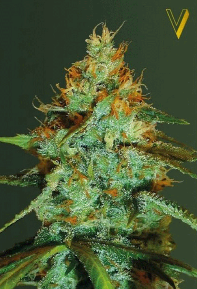 Original Limonade Skunk Feminisiert-3 Samen - Seeds24