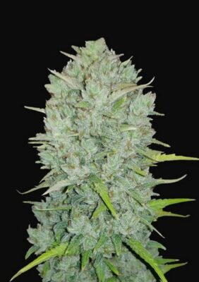 Original Northern Lights Auto-3 Samen - Seeds24