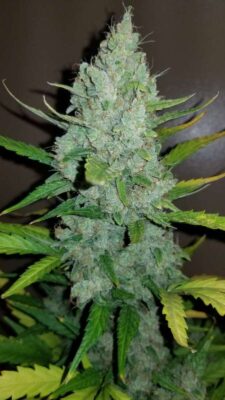 Original Sour Diesel Auto-3 Samen - Seeds24
