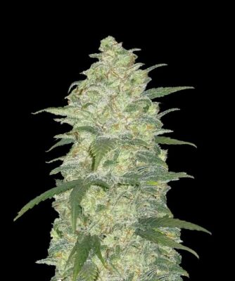 Original White Widow Auto-3 Samen - Seeds24