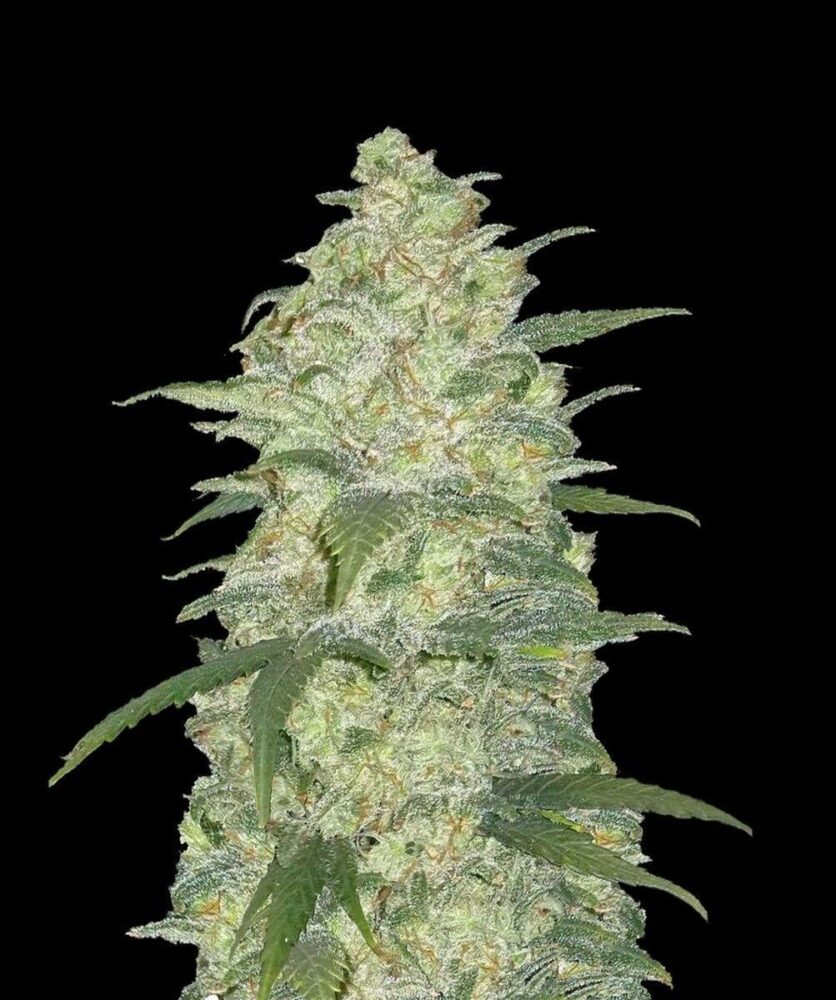 Original White Widow Auto-3 Samen - Seeds24