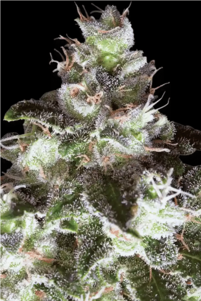 Original White Widow (IBL) Feminisiert-3 Samen - Seeds24