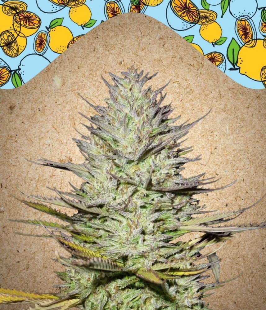 Outdoor Grapefruit Feminisiert-4 Samen - Seeds24