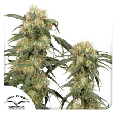 Pamir Gold Feminisiert-3 Samen - Seeds24