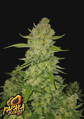 Papaya Cookies Auto-3 Samen - Seeds24
