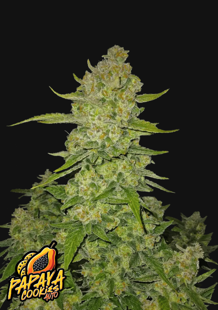 Papaya Cookies Auto-3 Samen - Seeds24